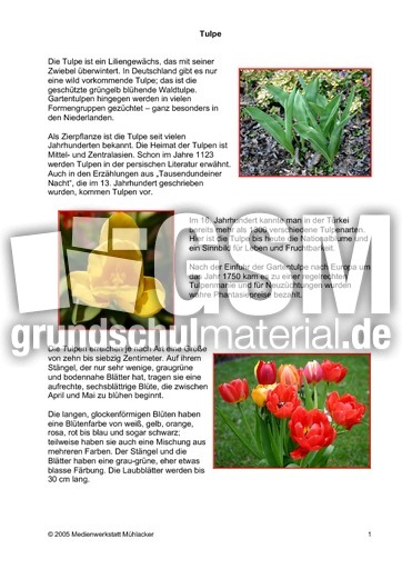 Steckbrief-Tulpe-Seite-1.pdf